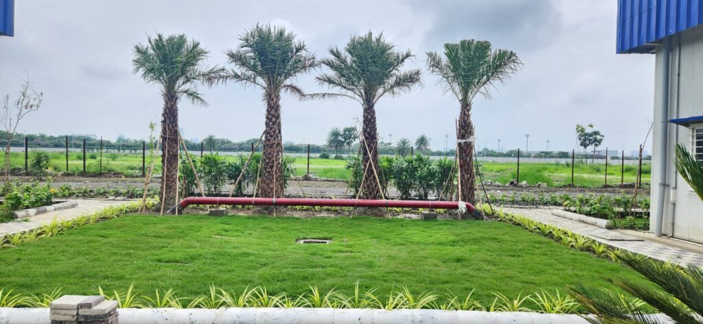 clean lawn landscaping with palm trees in outdoor space