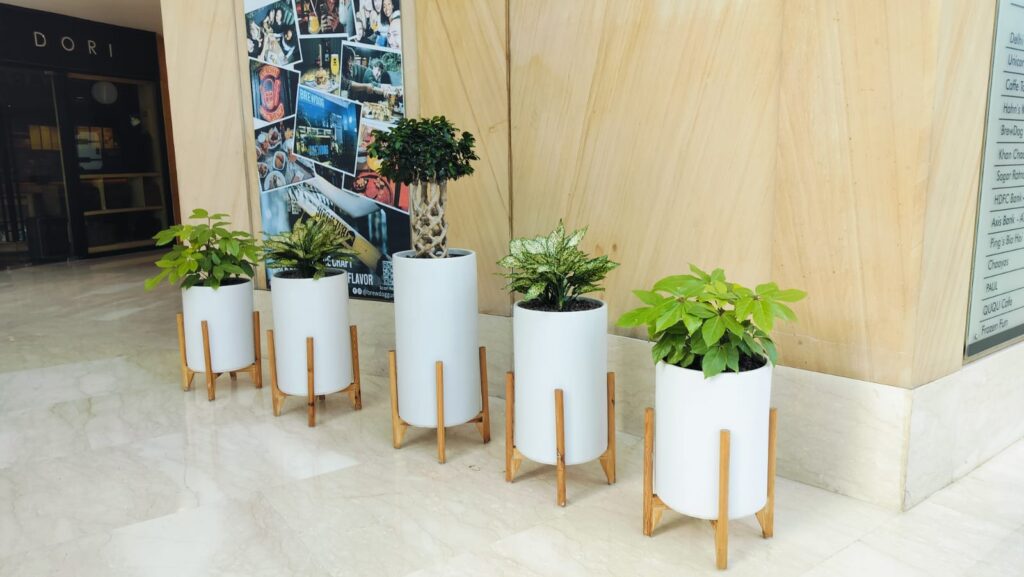 Indoor plants placed in white pots arranged neatly in a modern interior space